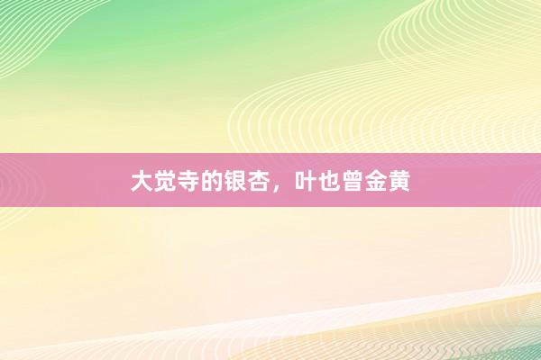 大觉寺的银杏，叶也曾金黄